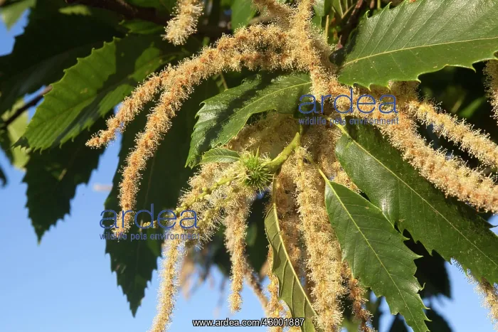 : Chestnut (Castanea sativa). flowers male and female - Brittany - France : Chestnut (Castanea sativa). flowers male and female - Brittany - France