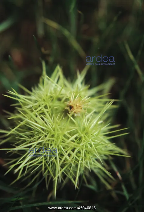: Chestnut, Sweet chestnut, Castanea sativa : Chestnut, Sweet chestnut, Castanea sativa