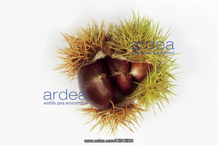 : Chestnut, Sweet chestnut, Castanea sativa : Chestnut, Sweet chestnut, Castanea sativa