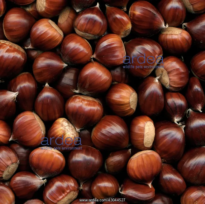 : Chestnut, Sweet chestnut, Castanea sativa : Chestnut, Sweet chestnut, Castanea sativa