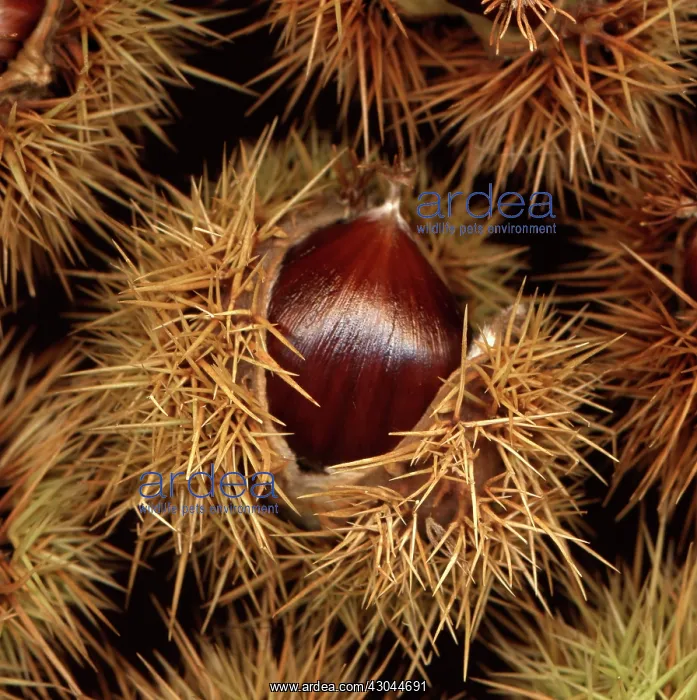 : Chestnut, Sweet chestnut, Castanea sativa : Chestnut, Sweet chestnut, Castanea sativa