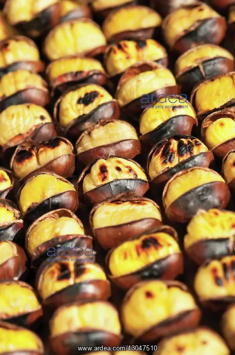 : Chestnut, Sweet chestnut, Castanea sativa : Chestnut, Sweet chestnut, Castanea sativa