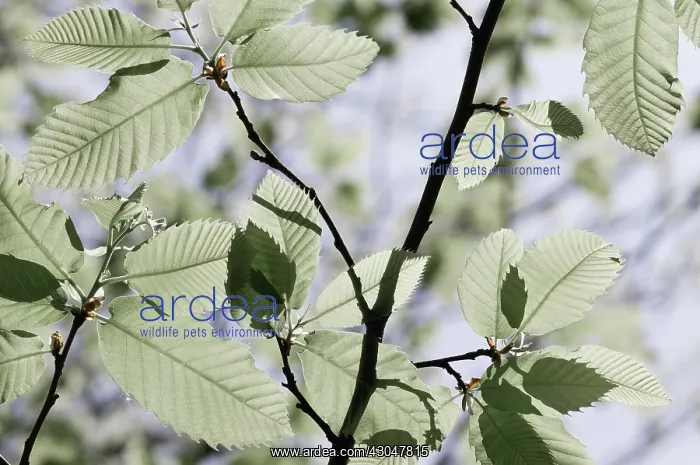 : Chestnut, Sweet chestnut, Castanea sativa : Chestnut, Sweet chestnut, Castanea sativa