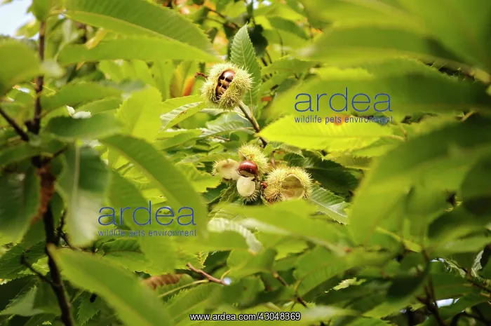 : Chestnut, Castanea sativa, Sweet chestnut : Chestnut, Castanea sativa, Sweet chestnut