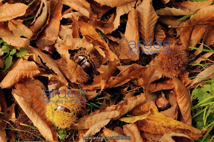 : Chestnut, Castanea sativa, Sweet chestnut : Chestnut, Castanea sativa, Sweet chestnut