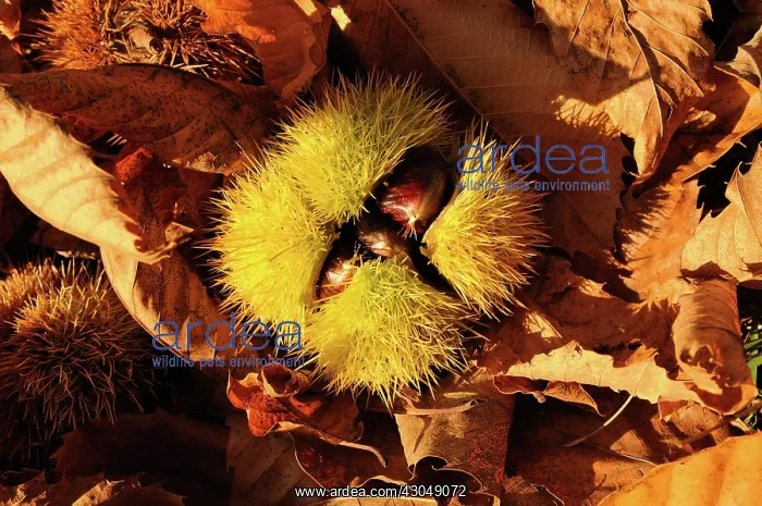: Chestnut, Castanea sativa, Sweet chestnut : Chestnut, Castanea sativa, Sweet chestnut