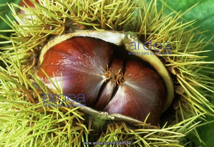 : Chestnut, Sweet chestnut, Castanea sativa : Chestnut, Sweet chestnut, Castanea sativa
