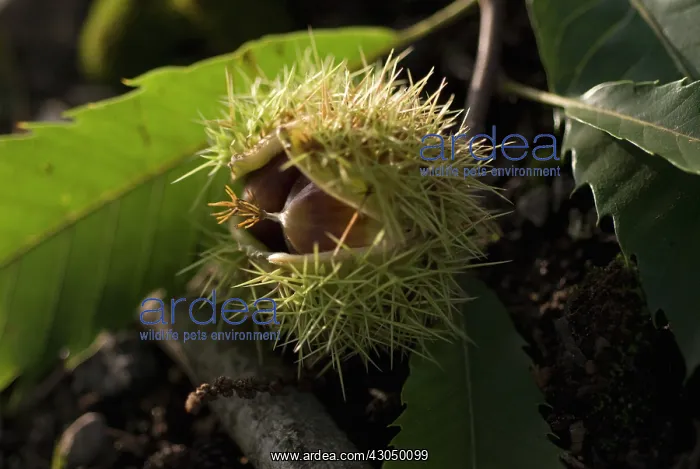 : Chestnut, Sweet chesnut, Castanea sativa : Chestnut, Sweet chesnut, Castanea sativa