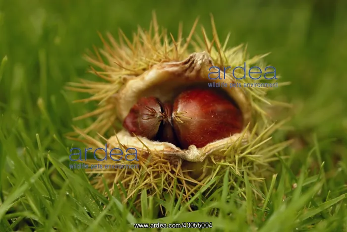  : Chestnut, Sweet chestnut, Castanea sativa