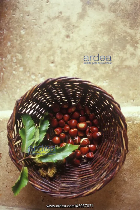 : Chestnut, Sweet chestnut, Castanea sativa : Chestnut, Sweet chestnut, Castanea sativa