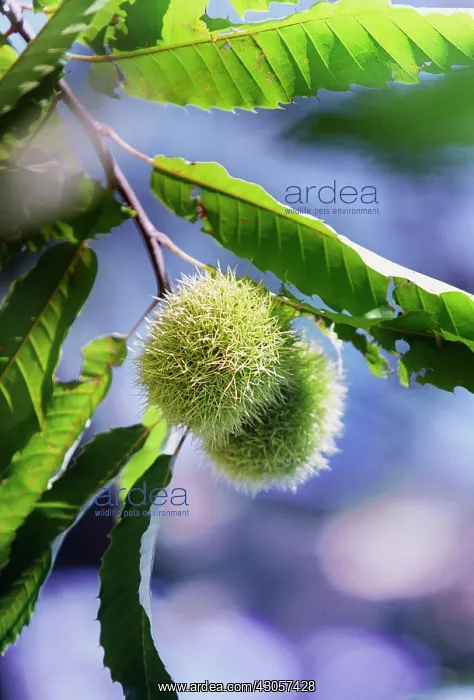 : Chestnut, Sweet chestnut, Castanea sativa : Chestnut, Sweet chestnut, Castanea sativa