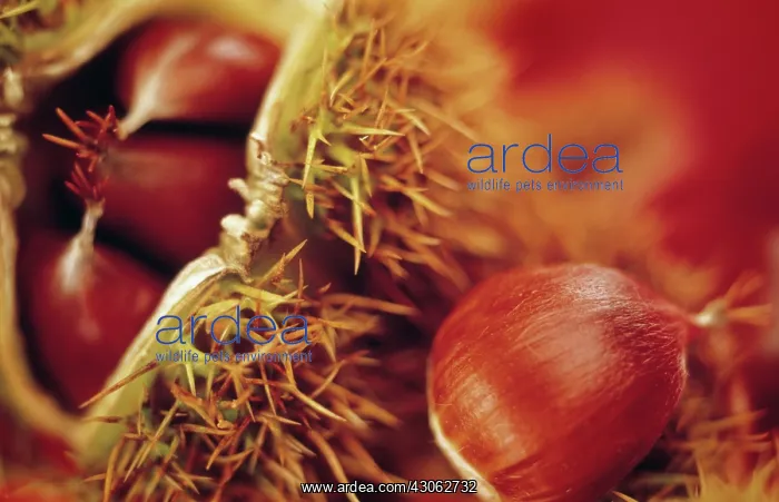 : Chestnut, Sweet chestnut, Castanea sativa : Chestnut, Sweet chestnut, Castanea sativa
