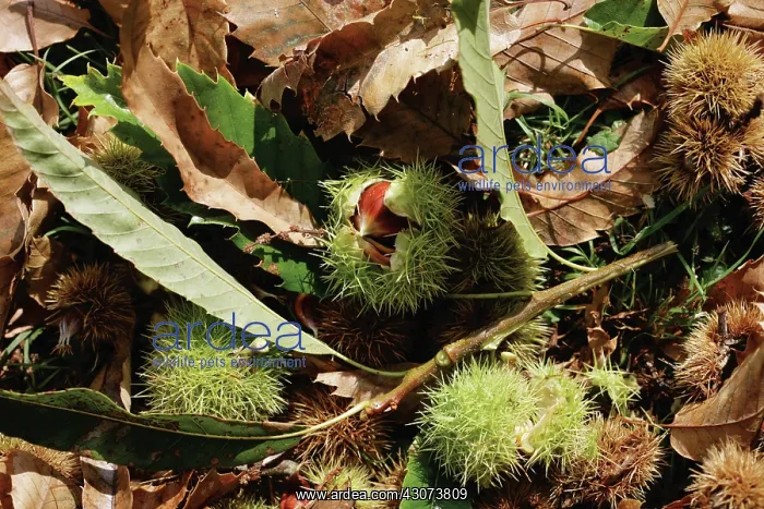 : Chestnut, Sweet chestnut, Castanea sativa : Chestnut, Sweet chestnut, Castanea sativa