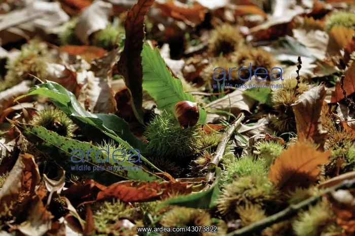 : Chestnut, Sweet chestnut, Castanea sativa : Chestnut, Sweet chestnut, Castanea sativa