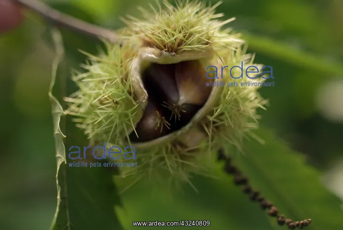 : Chestnut, Sweet chesnut, Castanea sativa : Chestnut, Sweet chesnut, Castanea sativa