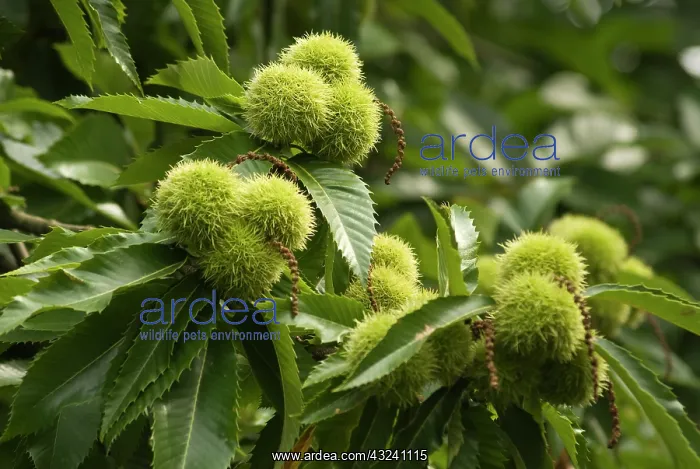 : Chestnut, Sweet chestnut, Castanea sativa : Chestnut, Sweet chestnut, Castanea sativa