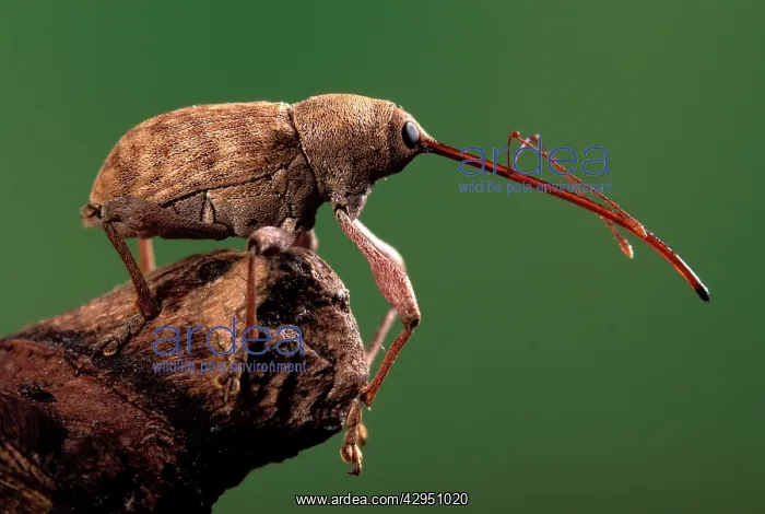 : Chestnut / Acorn Weevil : Chestnut / Acorn Weevil