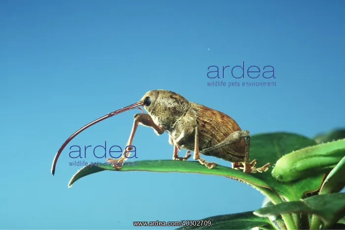: Chestnut / Acorn WEEVIL : Chestnut / Acorn WEEVIL