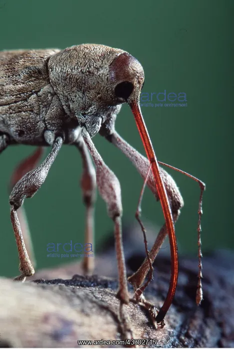 : Chestnut / Acorn WEEVIL - boring wood, feeding : Chestnut / Acorn WEEVIL - boring wood, feeding