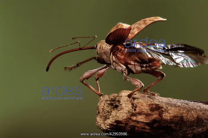 : Chestnut / Acorn Weevil - taking off : Chestnut / Acorn Weevil - taking off