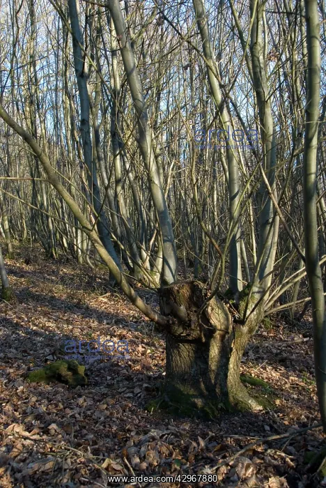 : Chestnut - Ancient coppice stool : Chestnut - Ancient coppice stool