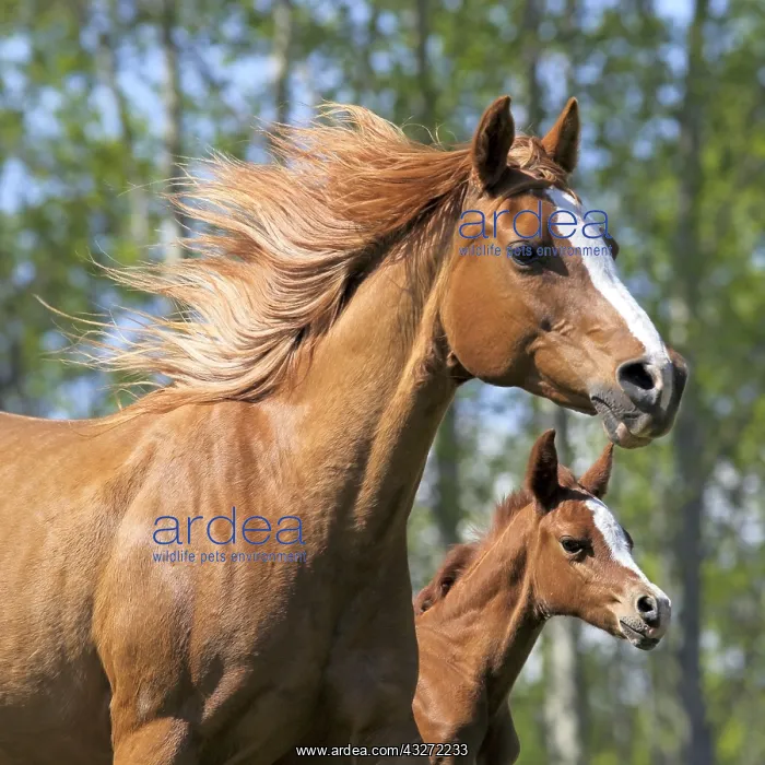 : Chestnut Arabian Mare and few day old Foal galloping : Chestnut Arabian Mare and few day old Foal galloping