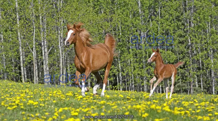 : Chestnut Arabian Mare and few week old Foal galloping : Chestnut Arabian Mare and few week old Foal galloping