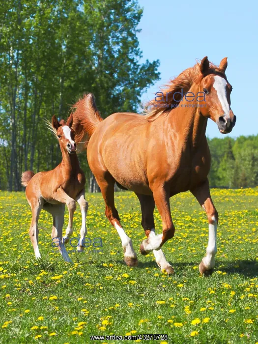 : Chestnut Arabian Mare and few week old Foal running : Chestnut Arabian Mare and few week old Foal running