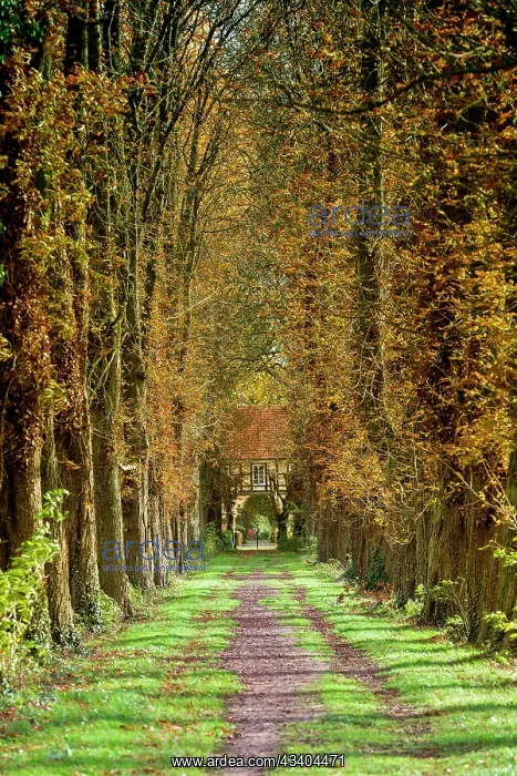 : Chestnut avenue : Chestnut avenue