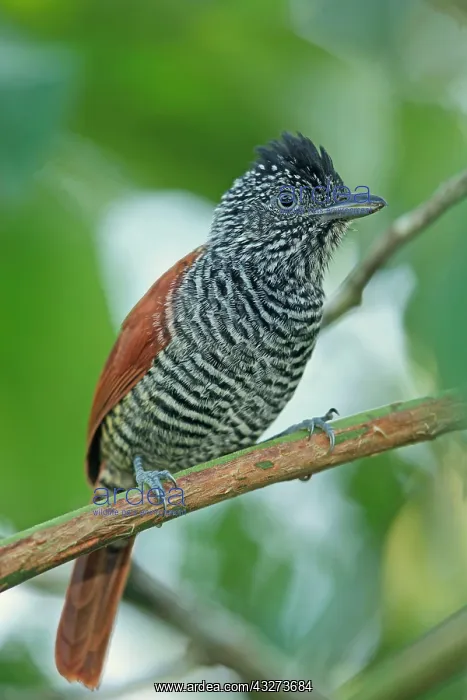 : Chestnut-backed Antshrike (Thamnophilus palliatus : Chestnut-backed Antshrike (Thamnophilus palliatus