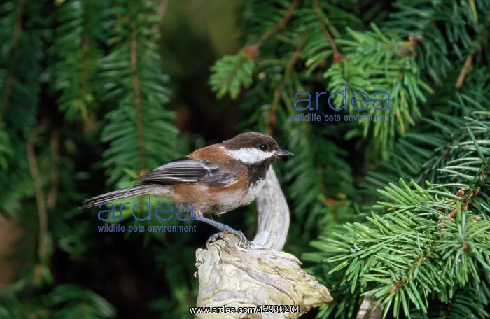 : Chestnut-backed Chickadee : Chestnut-backed Chickadee