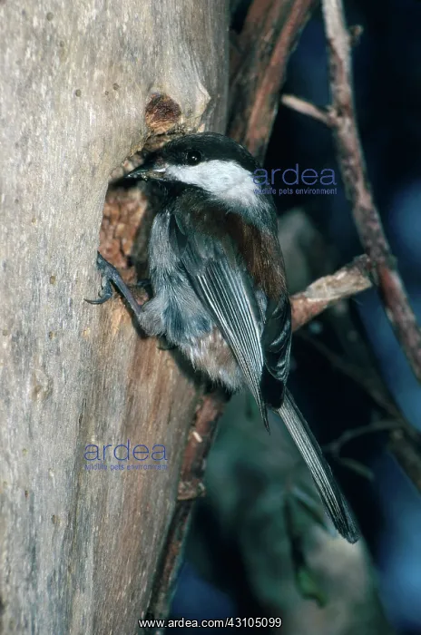 : Chestnut-backed Chickadee : Chestnut-backed Chickadee