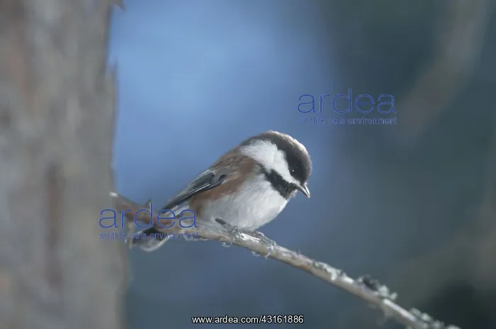 : Chestnut-backed Chickadee : Chestnut-backed Chickadee
