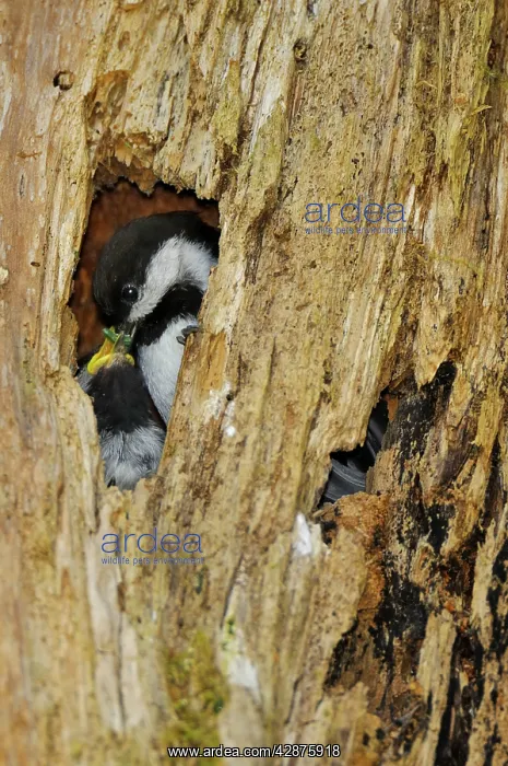 : Chestnut-backed Chickadee - at nest cavity feeding : Chestnut-backed Chickadee - at nest cavity feeding