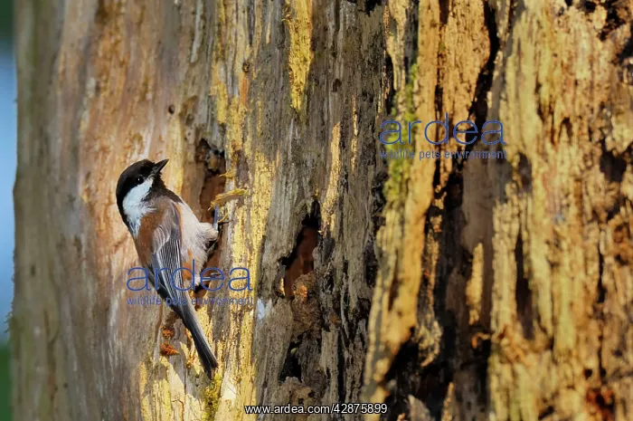 : Chestnut-backed Chickadee - at nest cavity in old : Chestnut-backed Chickadee - at nest cavity in old