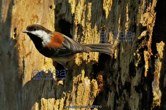 : Chestnut-backed Chickadee - at nest cavity in old : Chestnut-backed Chickadee - at nest cavity in old
