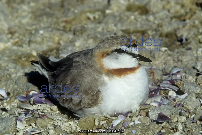 : Chestnut-banded Sand Plover : Chestnut-banded Sand Plover