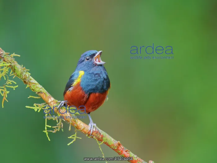 : Chestnut-bellied Euphonia singing Euphonia pectoralis : Chestnut-bellied Euphonia singing Euphonia pectoralis