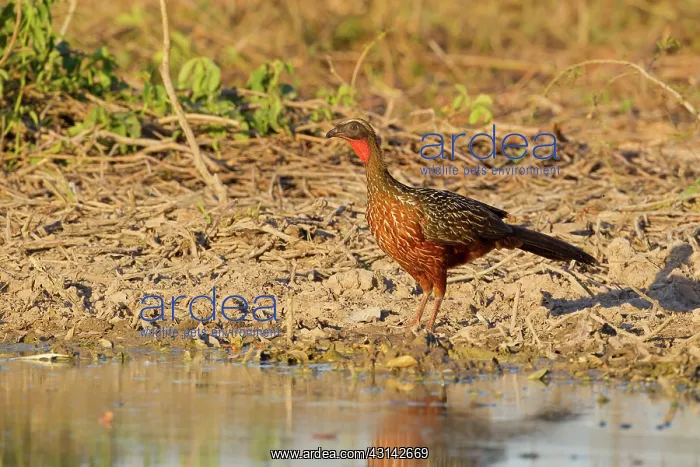 : Chestnut-bellied Guan : Chestnut-bellied Guan