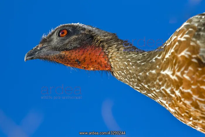 : Chestnut-bellied Guan (Penelope ochrogaster) po : Chestnut-bellied Guan (Penelope ochrogaster) po