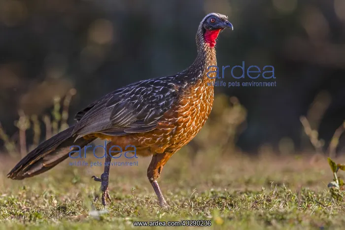 : Chestnut-bellied Guan (Penelope ochrogaster) wa : Chestnut-bellied Guan (Penelope ochrogaster) wa