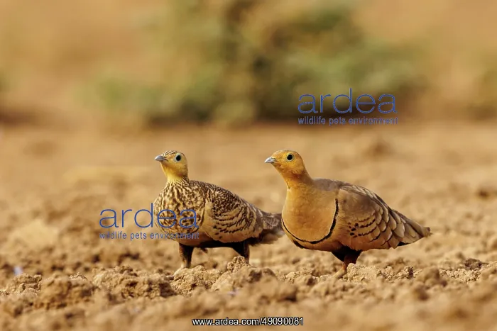 : CHESTNUT BELLIED SANDGROUSE : CHESTNUT BELLIED SANDGROUSE