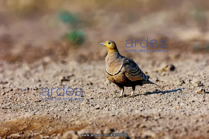 : CHESTNUT BELLIED SANDGROUSE : CHESTNUT BELLIED SANDGROUSE