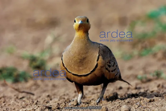 : CHESTNUT BELLIED SANDGROUSE : CHESTNUT BELLIED SANDGROUSE