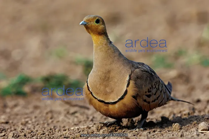 : CHESTNUT BELLIED SANDGROUSE : CHESTNUT BELLIED SANDGROUSE