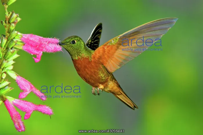: Chestnut-breasted Coronet : Chestnut-breasted Coronet