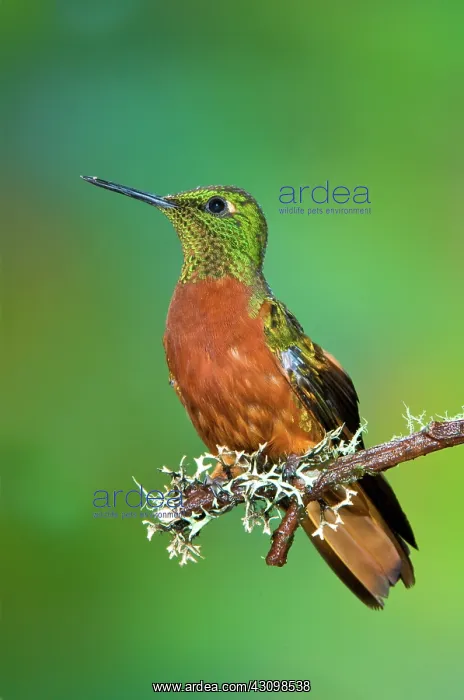  : Chestnut-breasted Coronet