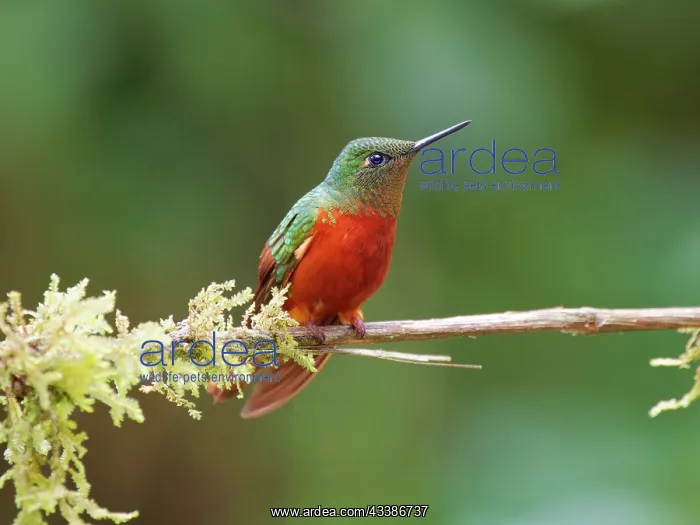 : Chestnut Breasted Coronet Boissonneaua matthewsi : Chestnut Breasted Coronet Boissonneaua matthewsi
