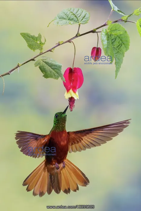  : Chestnut-breasted coronet hummingbird foraging