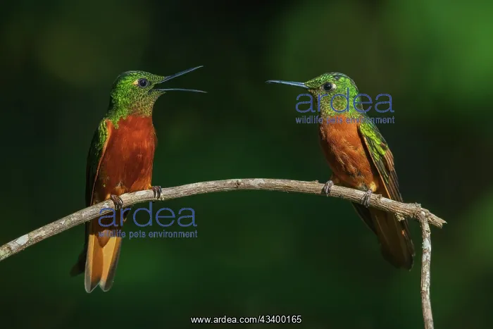 : Chestnut-breasted coronets having a discussion in : Chestnut-breasted coronets having a discussion in